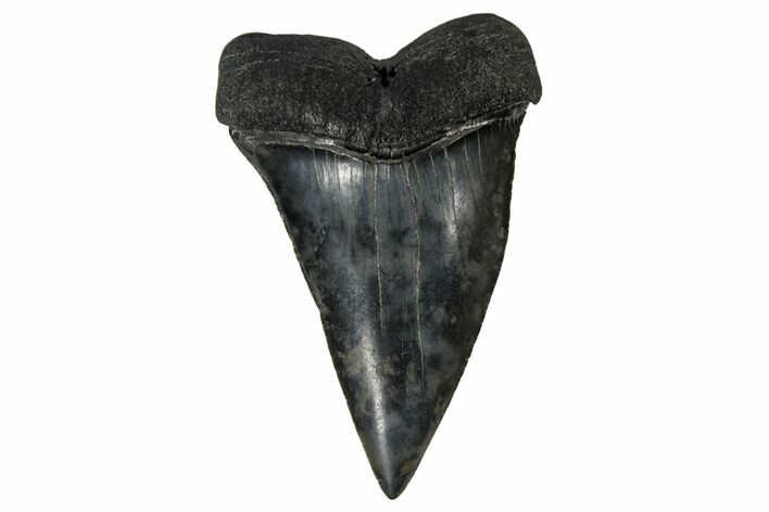 Fossil Broad-Toothed Mako Tooth - South Carolina #170444